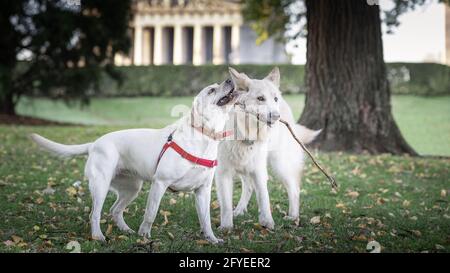 White Shepherd spielt mit labrador Stockfoto