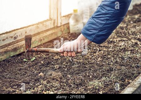 Ältere Dame kultiviert befruchteten Boden mit kleinen Gartenhacke zu Pflanzen im Küchengarten am Frühlingstag in der Nähe anbauen Anzeigen Stockfoto