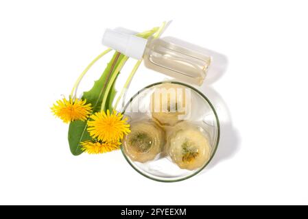 Löchenkerze (Taraxacum). Hausgemachtes Beauty-Produkt. DIY Schönheit Eiswürfel Rezept. Natürliche Schönheitsbehandlung. Flach liegend, Draufsicht. Stockfoto