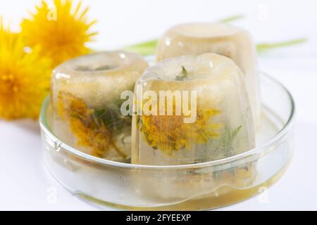 Löchenkerze (Taraxacum). Hausgemachtes Beauty-Produkt. DIY Schönheit Eiswürfel Rezept. Natürliche Schönheitsbehandlung. Makroaufnahme. Stockfoto