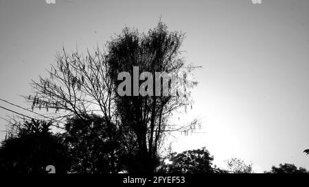 Schwarz-weiß Schuss, gelber Sonnenuntergang Baum. Baum Silhouette Sonnenuntergang. Sonnenuntergang am Himmel. Silhouetten des Sonnenuntergangs von Bäumen Stockfoto