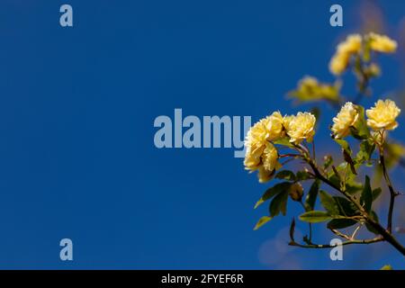 Banksia Lutea Stockfoto