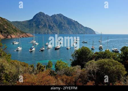 FRANKREICH. HAUTE-CORSE (2B) REGION DEUX SEVI. NATURSCHUTZGEBIET SCANDOLA. GIROLATA Stockfoto