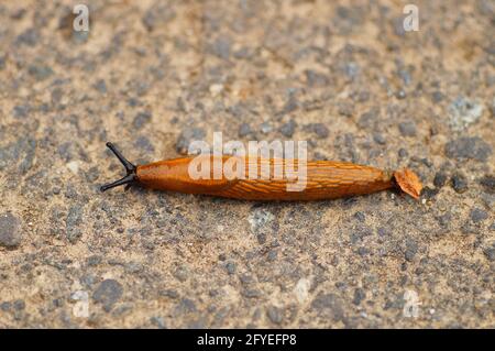 Eine spanische Schnecke überquert den Weg Stockfoto