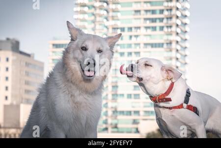 Weißer Hirte und Labrador Stockfoto