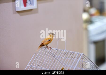 Kleiner gelber kanarienvögel, der auf einem Käfig steht und in die Kamera schaut Stockfoto
