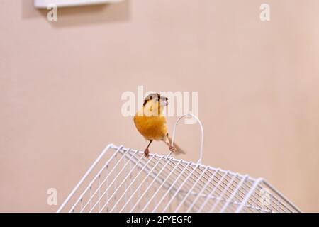 Kleiner gelber kanarienvögel, der auf einem Käfig steht und in die Kamera schaut Stockfoto