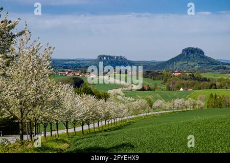 Eine Allee blühender Kirschbäume, die zum kleinen Dorf Rathmannsdorf führt, der Tisch rockt in der Ferne Lilienstein und Schloss Königstein. Stockfoto