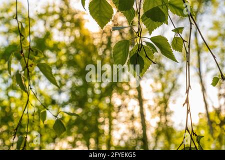 Zweige mit jungen Birkenblättern. Schöne sonnige Ansicht der Birkenzweige, selektiver Fokus Stockfoto