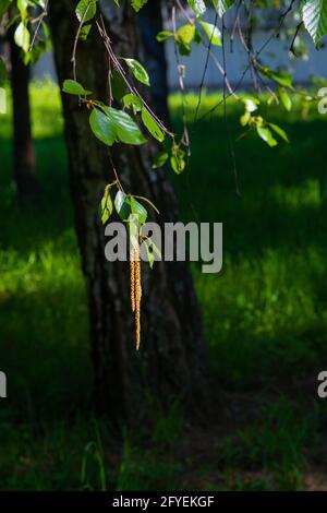 Zweige mit jungen Birkenblättern. Birke mit Kätzchen im Frühjahr Stockfoto