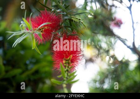 callistemon rigidus - steifer Flaschenpinsel. Tolle rote Strauchblumen in istanbul. Selektive Fokusblume. Stockfoto