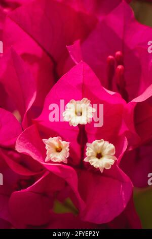 Rosa Bougainvillea Blume mit drei kleinen weißen Blüten in der Mitte. Stockfoto