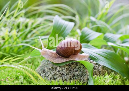 Eine große Schnecke krabbelt auf einem unbelassenen natürlichen Hintergrund durch die Blätter. Selektiver Fokus Stockfoto