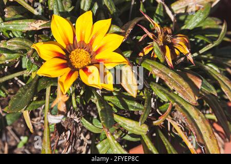 Gelbe Gazania blüht zwischen den Blättern im Garten Stockfoto