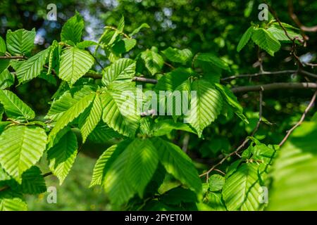 Hainbuche verzweigt im Sommerwald. Hintergrund von grünen Blättern. Selektiver Fokus. Stockfoto