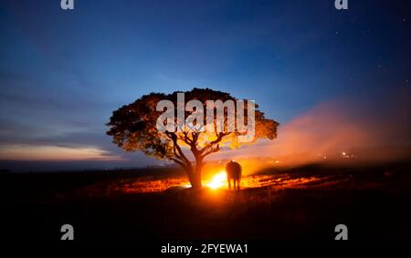 Thailand Landschaft; Silhouette Elefanten auf dem Hintergrund der Sonnenuntergang, Elefant Thai in Surin, Thailand. Stockfoto