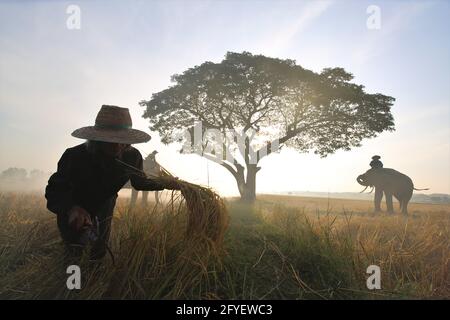 Thailand Landschaft; Silhouette Elefanten auf dem Hintergrund der Sonnenuntergang, Elefant Thai in Surin, Thailand. Stockfoto