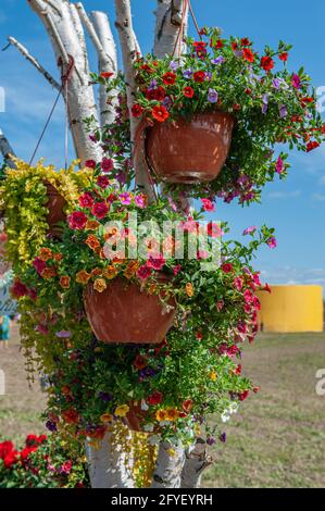 Bunte Petunien wachsen in hängenden Pflanzgefäßen auf der Straße. Dekoration der Straßen der Stadt mit Gartenpflanzen und Blumen. Stockfoto