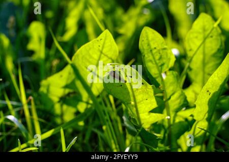 Eine kleine Schnecke frisst im Sommer ein Grasblatt Stockfoto