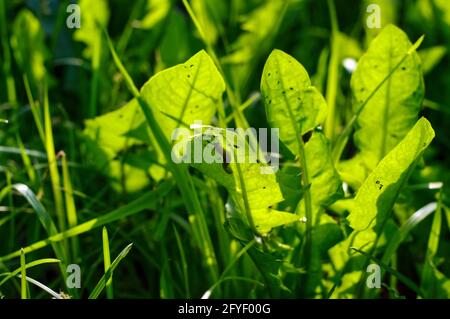 Eine kleine Schnecke frisst im Sommer ein Grasblatt Stockfoto