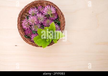 Draufsicht auf frische rote Kleeblätter mit Blättern auf einem Korbkorb auf einer Holzoberfläche Stockfoto