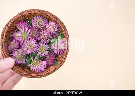Hand hält frische rote Kleeblüten auf einem Korbkorb isoliert auf weißem Hintergrund Stockfoto