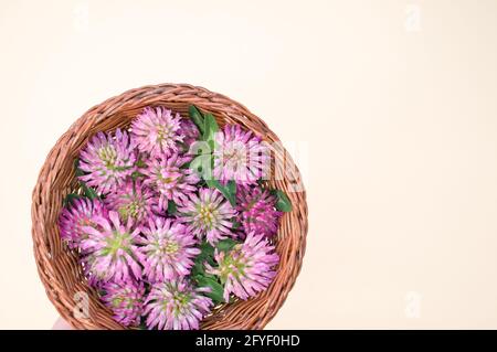 Draufsicht auf frische rote Kleeblüten auf einem Korbkorb isoliert auf weißem Hintergrund Stockfoto