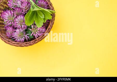 Draufsicht auf frische rote Kleeblätter mit Blättern auf einem Korb isoliert auf gelbem Hintergrund Stockfoto
