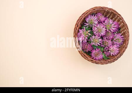 Draufsicht auf frische rote Kleeblüten auf einem Korbkorb isoliert auf weißem Hintergrund Stockfoto