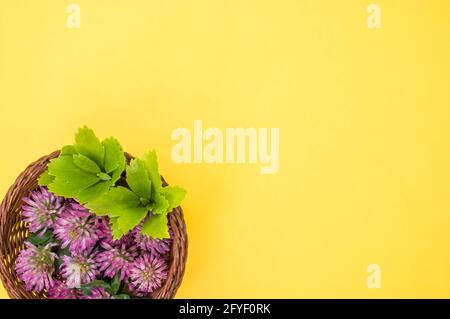 Draufsicht auf frische rote Kleeblätter mit Blättern auf einem Korb isoliert auf gelbem Hintergrund Stockfoto
