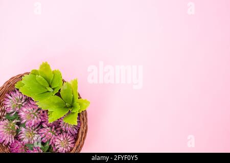 Draufsicht auf frische rote Kleeblätter mit Blättern auf einem Korb isoliert auf rosa Hintergrund Stockfoto