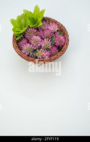 Vertikale Aufnahme von frischen roten Kleeblättern mit Blättern auf einem Korb isoliert auf weißem Hintergrund Stockfoto