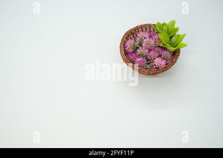 Frische rote Kleeblätter mit Blättern auf einem Korb isoliert auf weißem Hintergrund Stockfoto