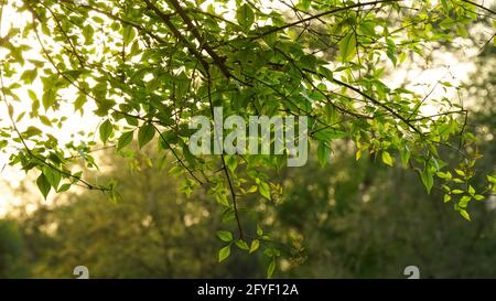 Bael Tree wunderschöne Blätter. Auch bekannt als Bengalquitte, goldener Apfel, japanische Bitterorange, Steinapfel oder Holzapfel. Stockfoto