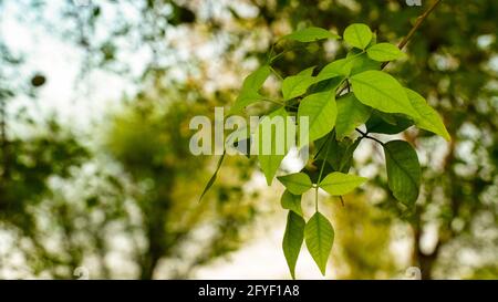 Bael Tree wunderschöne Blätter. Auch bekannt als Bengalquitte, goldener Apfel, japanische Bitterorange, Steinapfel oder Holzapfel. Stockfoto