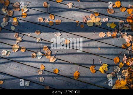 Alte Holzdielen mit herbstlich gelbem Herbstlaub bedeckt Blätter Stockfoto