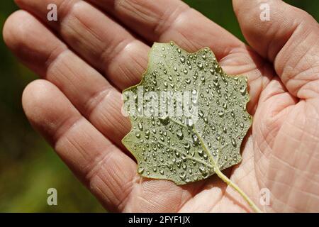 Hält ein Blatt aus weißer Pappel mit Tröpfchen. Populus alba bolleana, Stockfoto