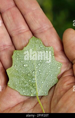 Hält ein Blatt Pappel mit Tröpfchen. Populus alba boleana, Stockfoto