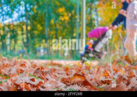 Herbstblätter aus gefallener Eiche auf einer Lichtung im Park im Vordergrund vor einem unbelauchten Hintergrund mit Wanderfamilien. Gelbe Blätter auf einem Parkgesetz Stockfoto