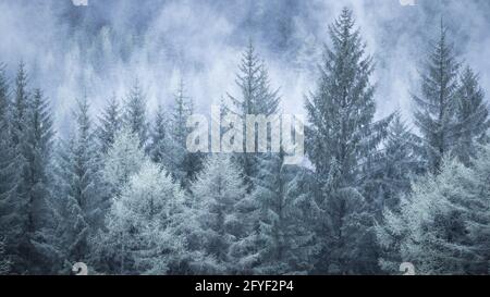 Lady Clough wird nach einer Frühlingsflut in Nebel gehüllt, was für einen sehr unheimlichen Morgen im Wald sorgen wird. Stockfoto