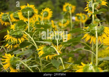 Sonnenblumen blühen in einer Sonnenblumenplantage, von hinten gesehen Stockfoto