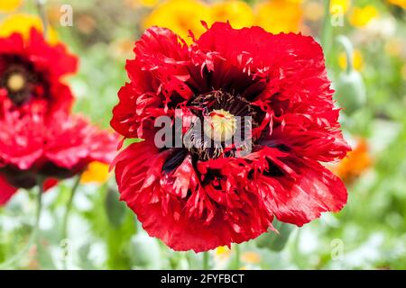Roter Opium Mohn Papaver Serious Scarlet kurzlebige Untertassen-förmige Blütenblätter Papaver Somniferum Roter Mohn Blumen Opium Mohn Roter Papaver Stockfoto