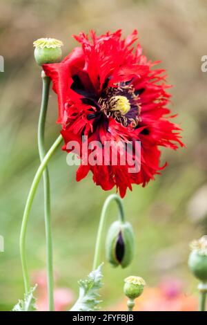 Opiummohn Blumenbeet Opium Mohn Papaver somniferum Garten Stockfoto