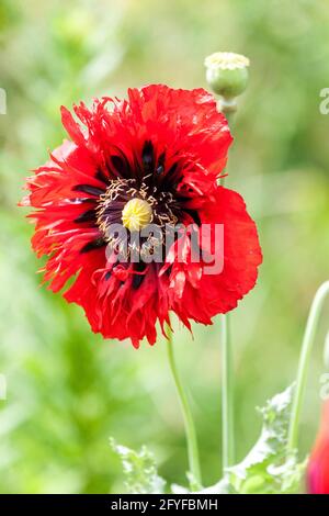 Porträt einer roten Papaver somniferum Opium Mohn Blume Stockfoto