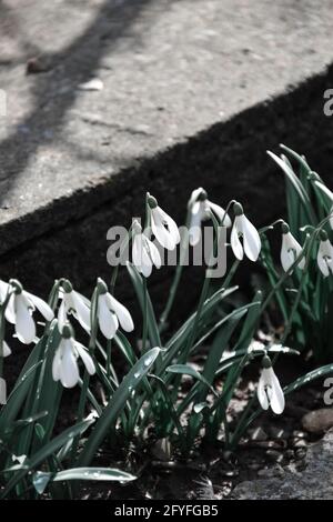 Vertikale Nahaufnahme von schönen weißen Schneeglöckchen Stockfoto