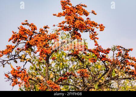 indische rote Blume Butea Monosperma Baum sieht fantastisch aus und ist in jedem Dorf in Indien erhältlich. Stockfoto