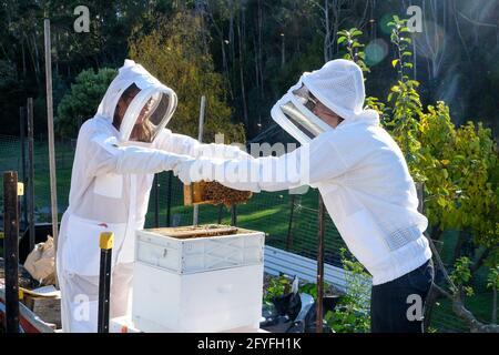 Imker und Assistent tragen Schutzkleidung, während die Gesundheit des Bienenstocks überprüft wird. Stockfoto