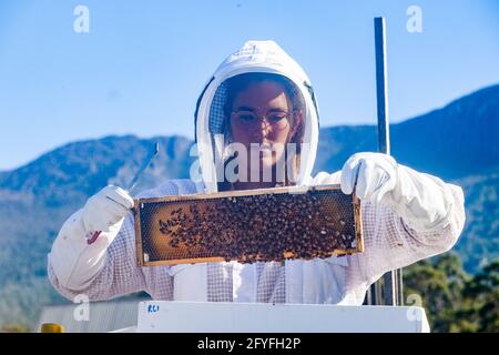 Imkerin trägt Schutzkleidung und überprüft die Gesundheit ihrer Bienenstöcke Stockfoto