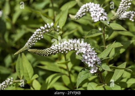 Lysimachia clethroides Weiße Blüten Gooseneck Loosestrife Lysimachia Weiße Blüten in schlanken Endstacheln getragen Garten Perennial Plant Blooming Stockfoto