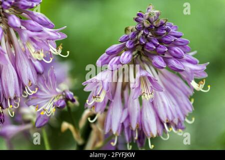 Blue Hosta Flowers blühende Hostas reich blühende Pflanze Stockfoto